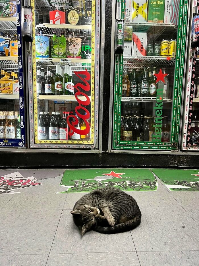 This Twitter Account Collects Photos Of Cats In Small Shops Looking Like They Own The Place (50 New Pics)