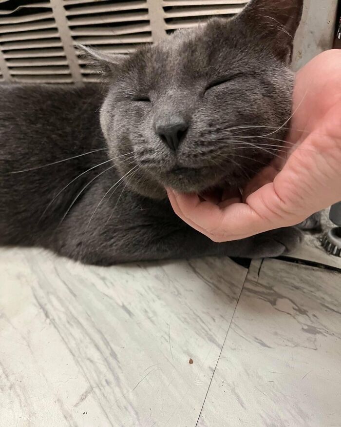 Funny-Store-Cats-Pictures