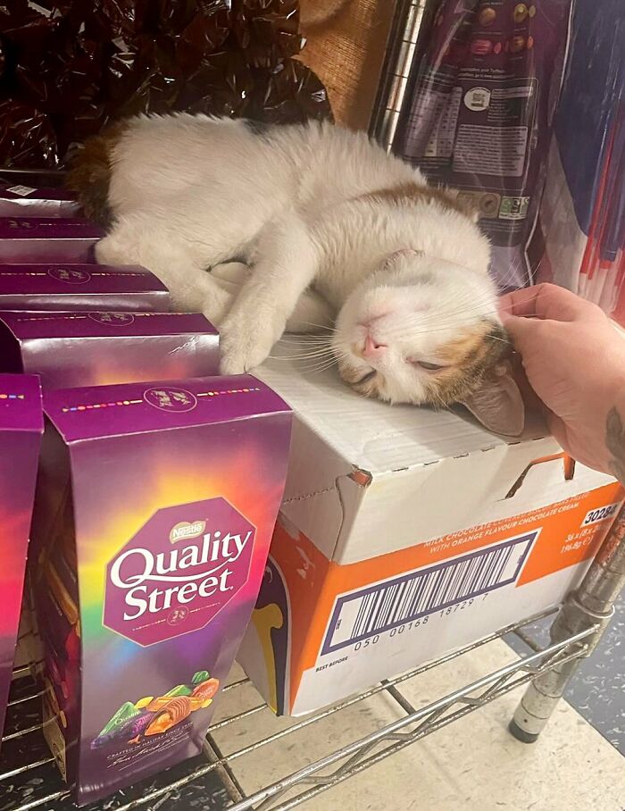 Funny-Store-Cats-Pictures