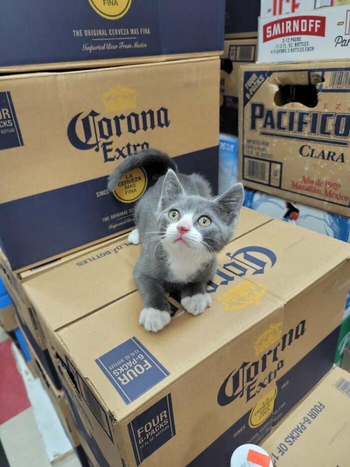 This Twitter Account Collects Photos Of Cats In Small Shops Looking Like They Own The Place (50 New Pics)