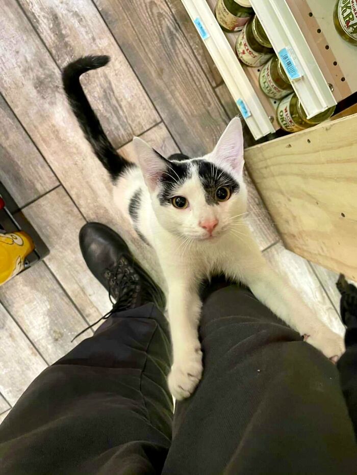 This Twitter Account Collects Photos Of Cats In Small Shops Looking Like They Own The Place (50 New Pics)