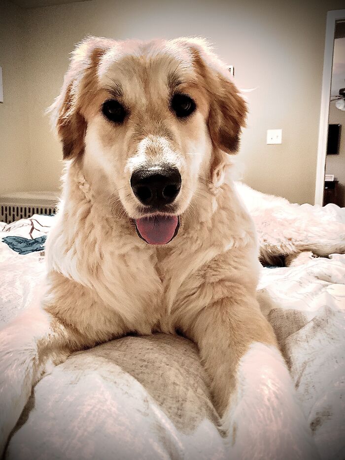 Molly The Big Fluffy Bear