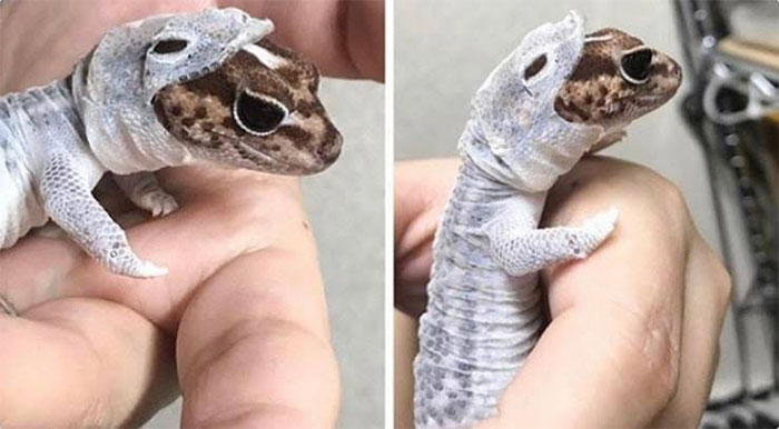 50 Wholesome Pics To Heal Your Soul That Are Heckin’ Awesome