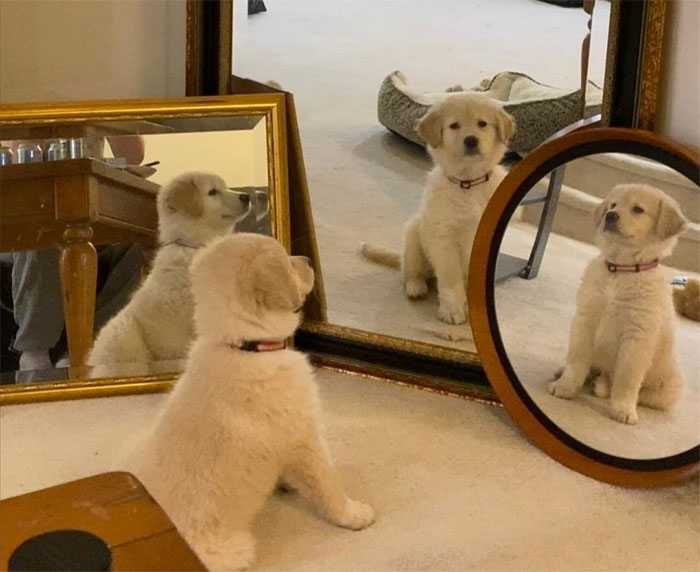 50 Wholesome Pics To Heal Your Soul That Are Heckin’ Awesome