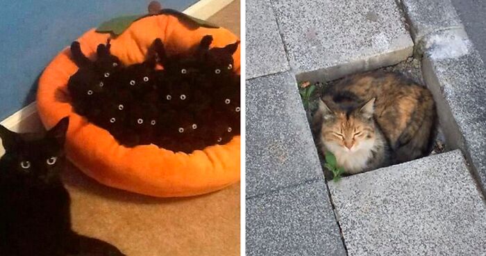 “Cats Who Share One Braincell”: 50 Times Cats Acted So Dorky, Their Pics Ended Up On This Twitter Page