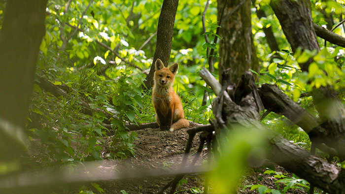A cute fox sitting in a lush green forest, surrounded by trees and foliage.