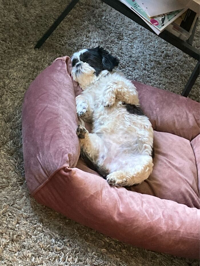 Would Love A Fluffy Friend To Spoon With