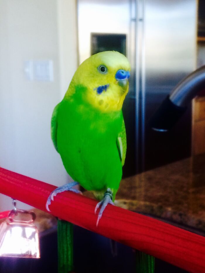 A Friend’s Budgie- Sweet Little Dude