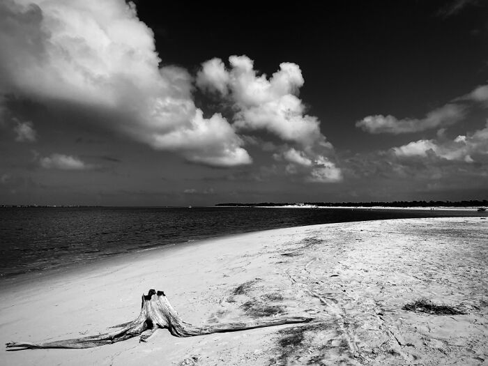 Shackleford Banks, Nc Where Wild Horses Roam
