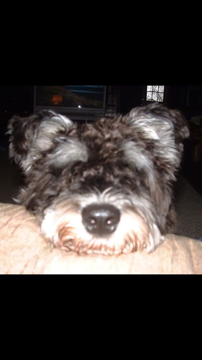 My Precious, Sam! Rip, Little Man! :(