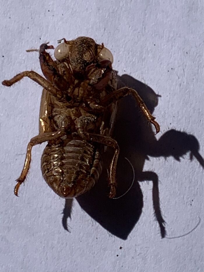 I Guess It Would Have To Be This Empty Cicada Husk! Made Him My Classrooms Mascot!