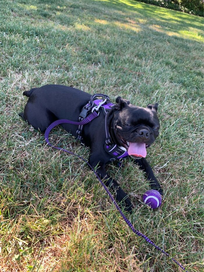 Prince Loves His Ball