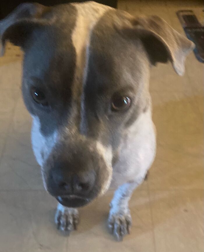 Brutus Augustus- Those Eyes! My Beautiful Boy