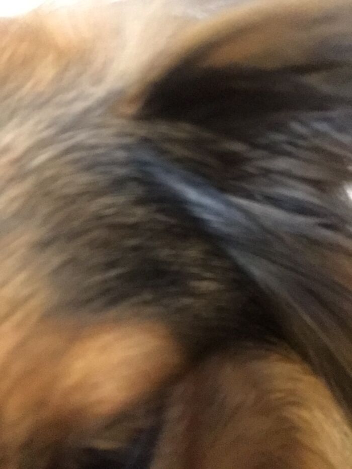 My Sheltie Took A Selfie