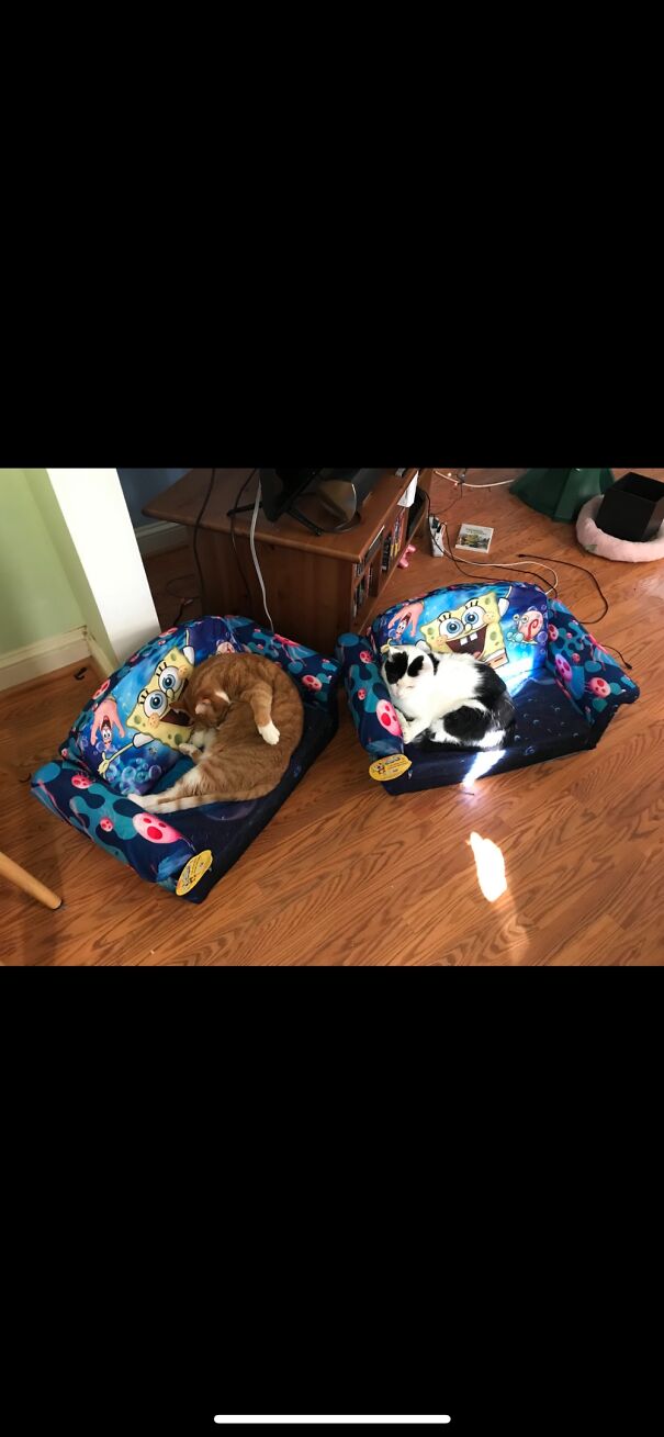 Calvin And Cow Pants Chilling