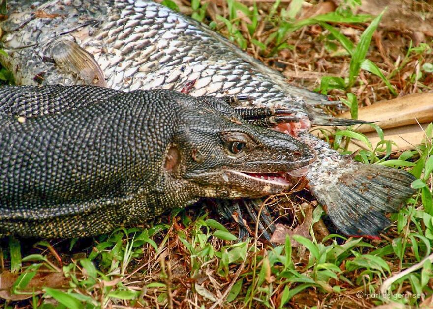 Monitor Lizard Having Lunch