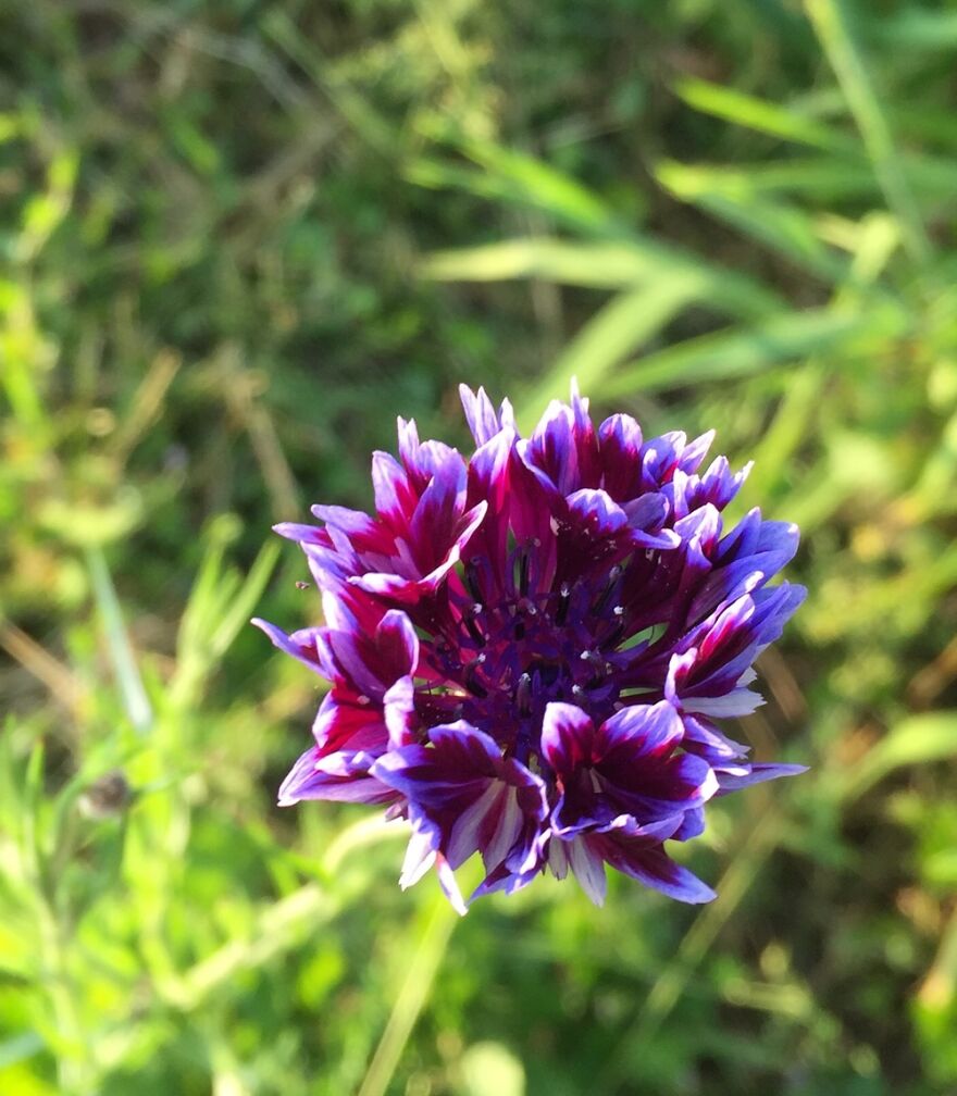 Second Generation Frosted Queen Bachelor Button!