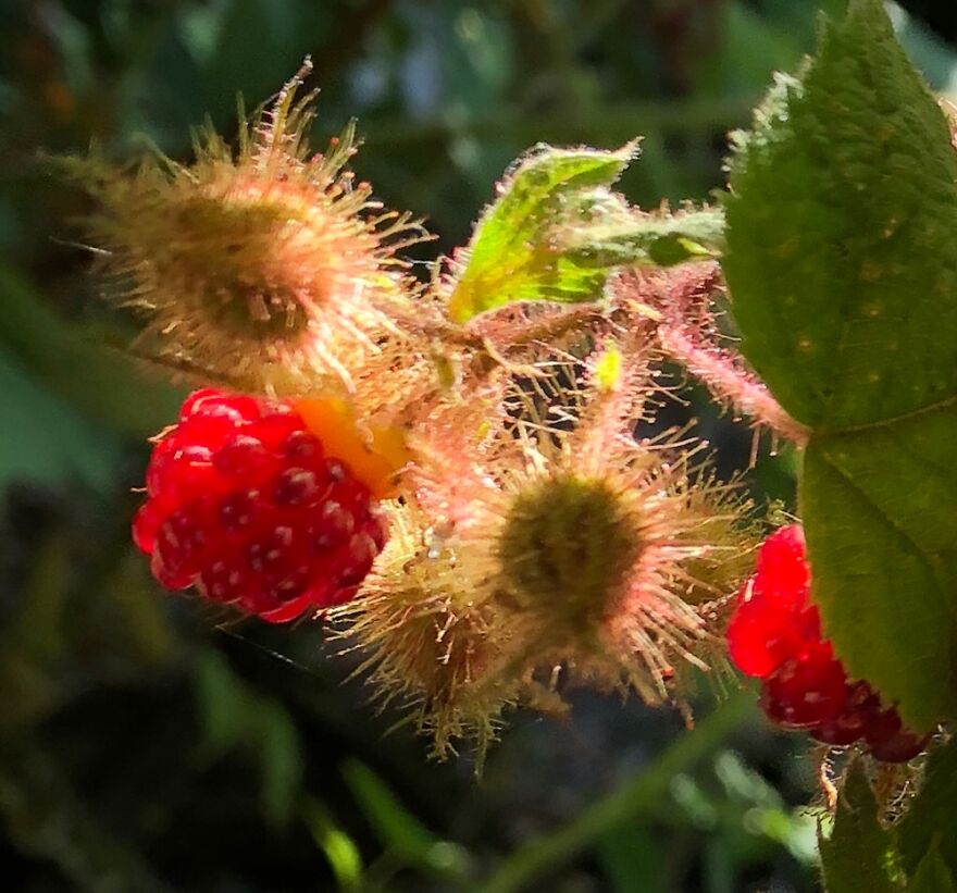Translucent Wine Berries.