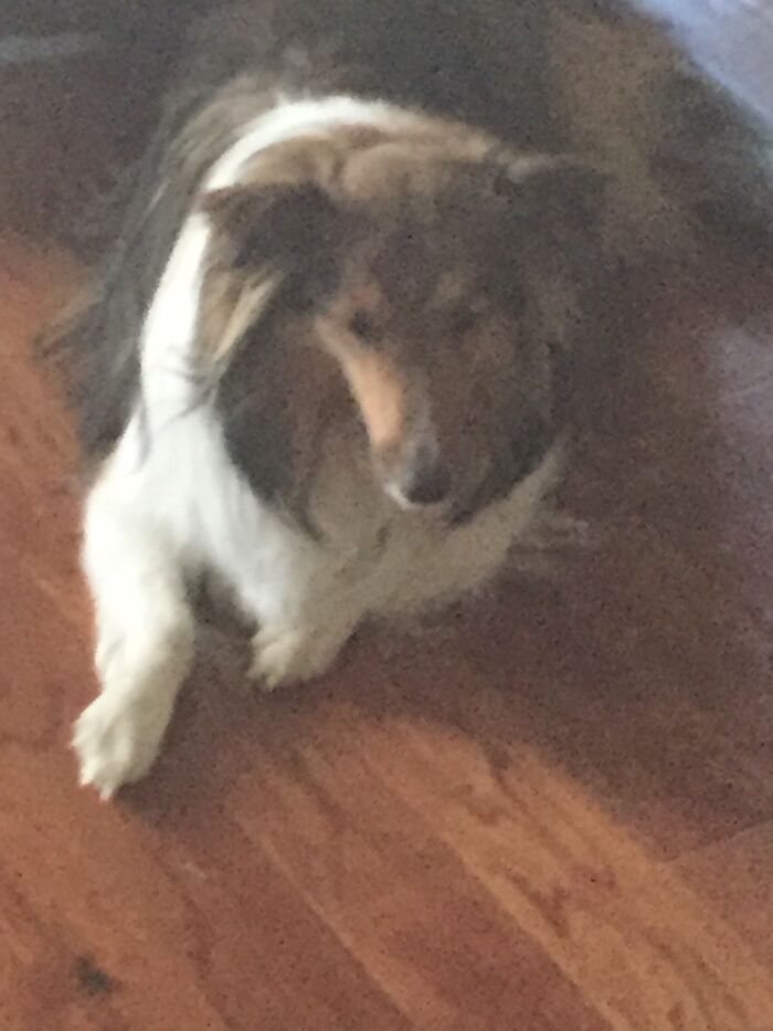 Good Boi, Bad Camera