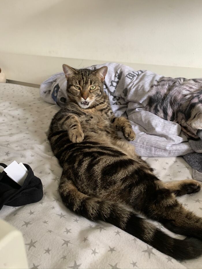 Very Fierce Little Man. Will Sweep You Off Your Feet.