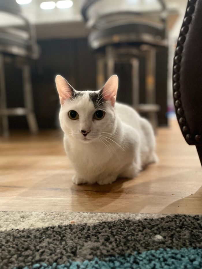 This Would Be My Little Samich's