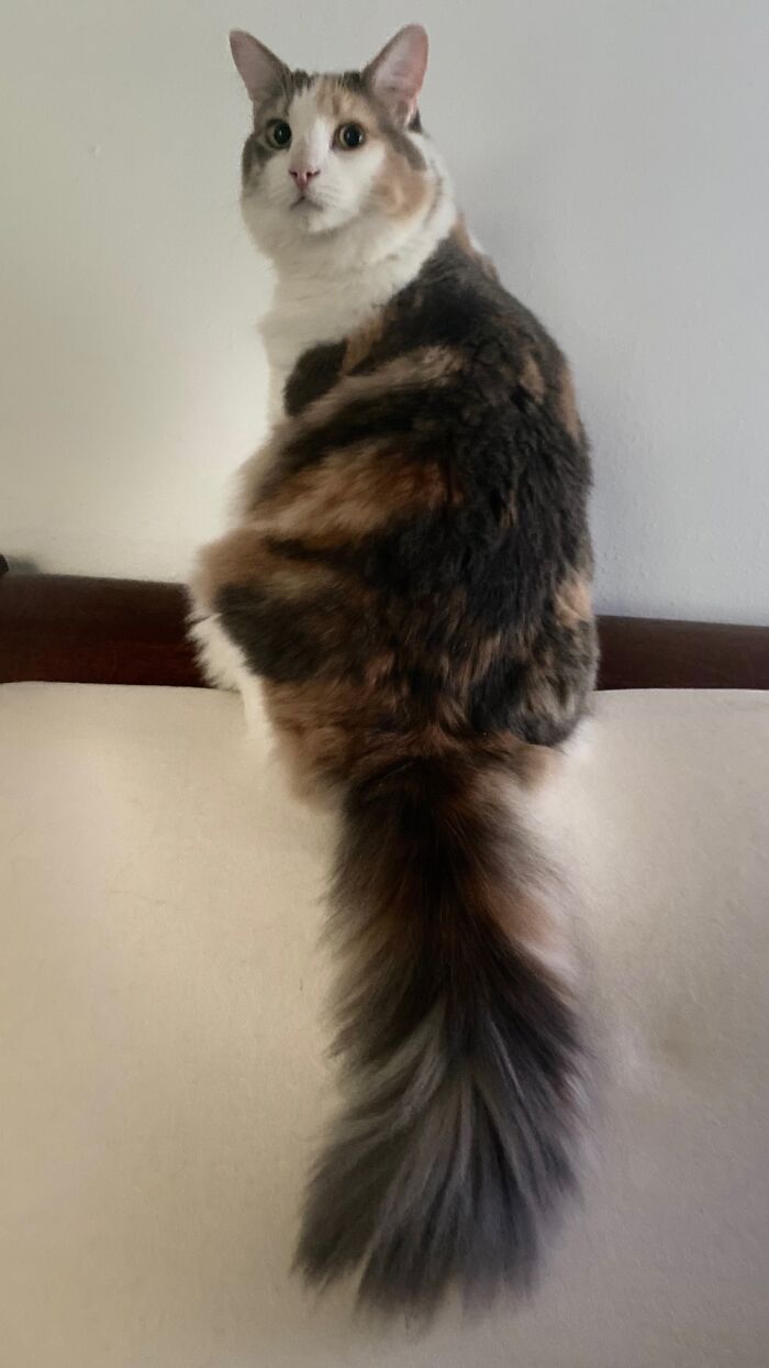 I Am Buffy — Bunny Soft & Fluffy!