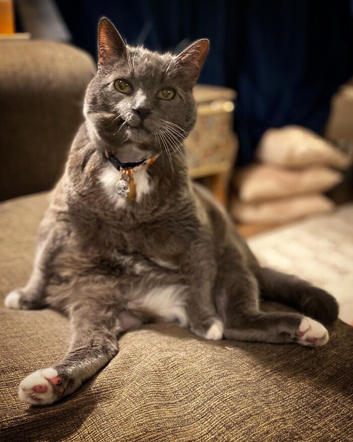 Handsome Neutered Male Seeking Pets