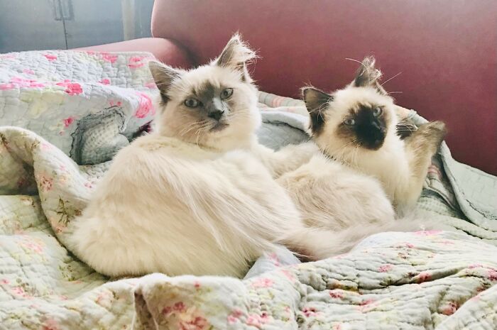 Sultry, Smouldering Good Looks. Date Us If You Dare