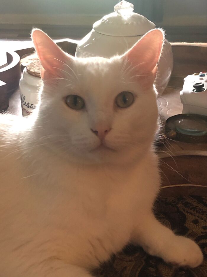 Name Is Boy, Catboy. I’m Everything You Didn’t Know You Needed, And Then Some.