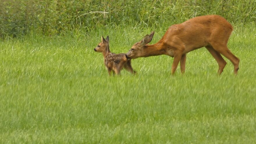 Just Such A Sweet View Of Mother And Child