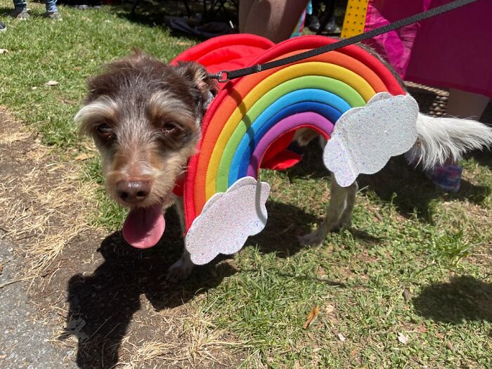 Greenville Nami Pride Fest 2022