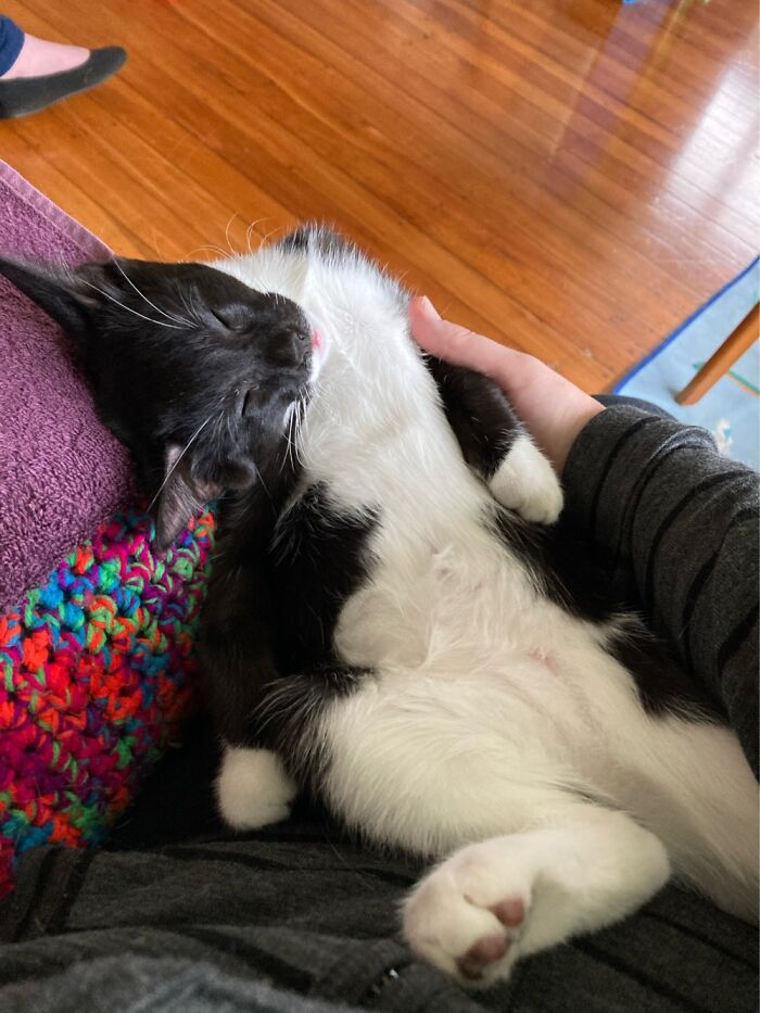 I Think My Kitten Is Broken….