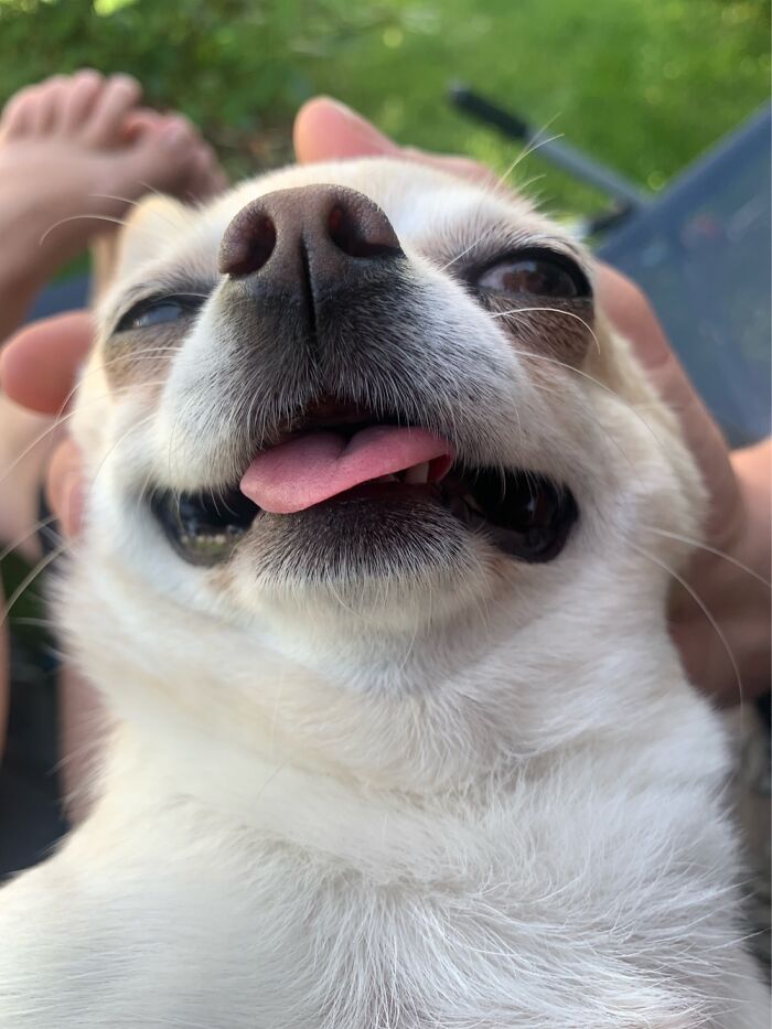 Getting All The Love While The Other Dogs Aren’t Looking