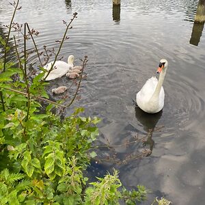 stephaniecarnell_1 avatar