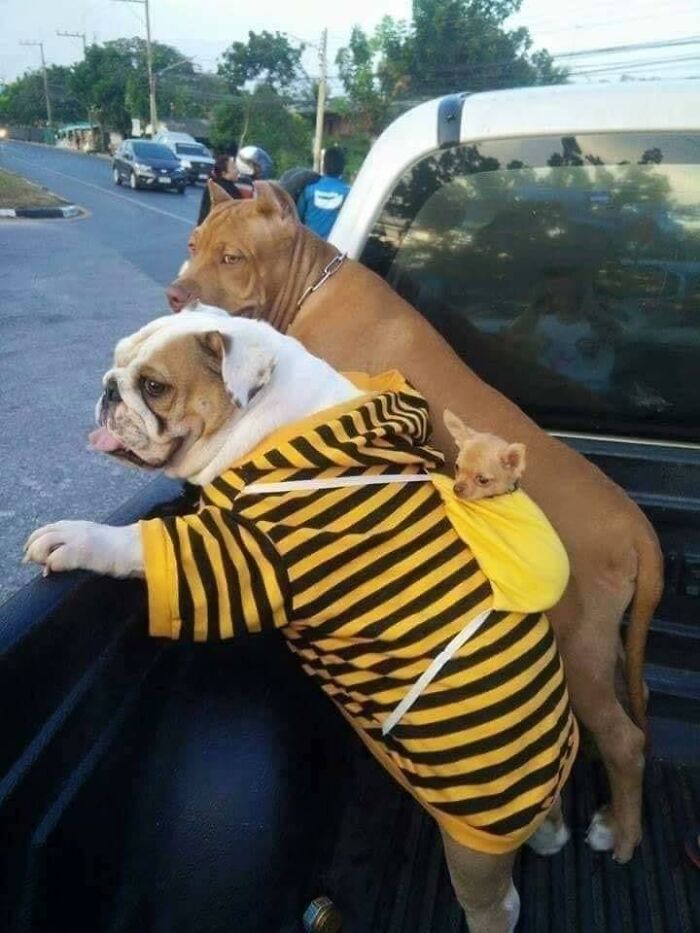 35 Funny “Images With A Lot Of Stuff Going On” That Get Weirder The Longer You Look At Them