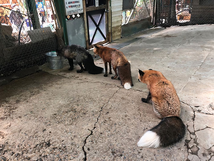 Three cute foxes sitting and exploring a fenced area with curiosity.
