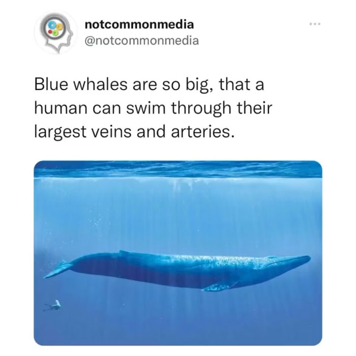 Interesting-Facts-Notcommonfacts