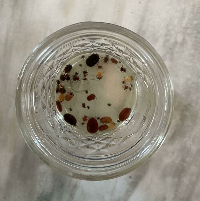 My Sister’s Tick Collection