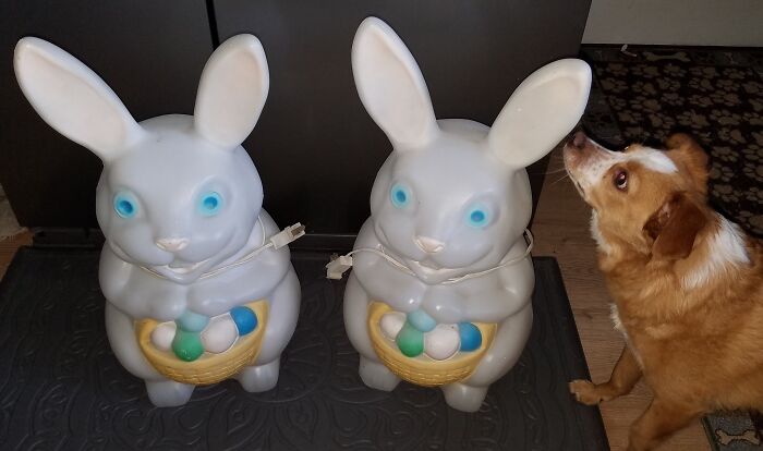 Picked These Bunnies Up At A Yardsale Saturday
