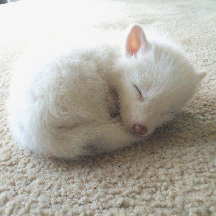 A cute, fluffy white fox sleeping curled up on a soft, light-colored surface.