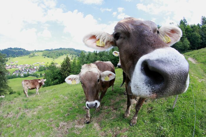 Fields Of Cows With Bells In The Swiss Mountains