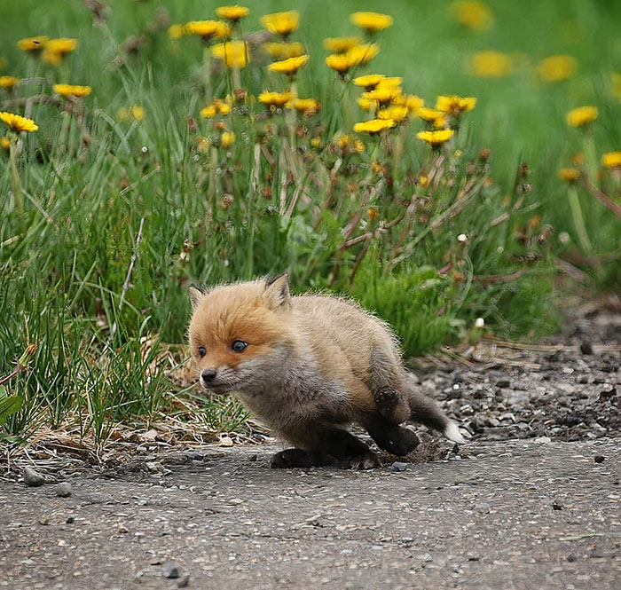 A cute fox cub dashing on a path with yellow flowers in the background.