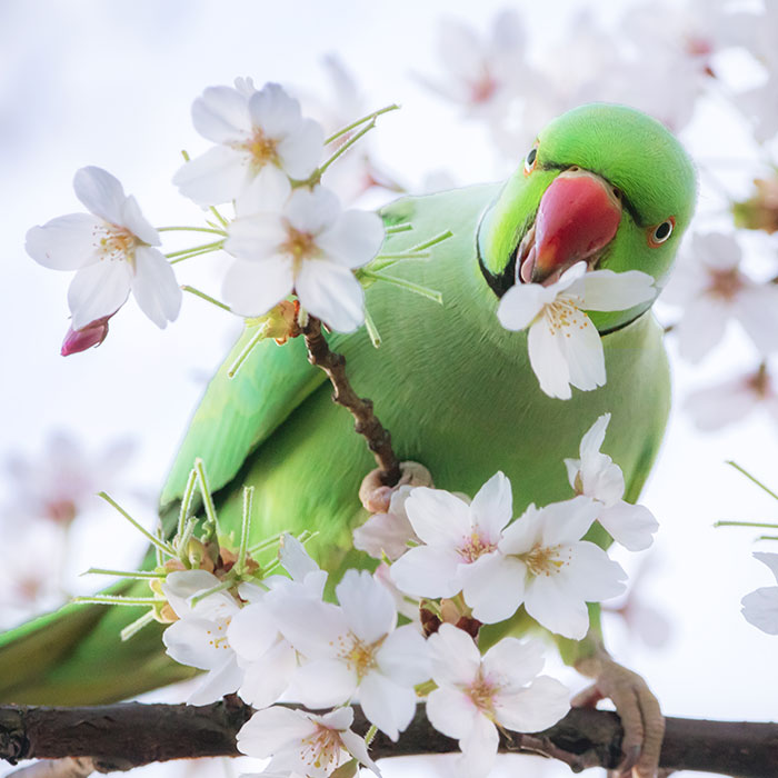 Most People Don’t Know That London Is One Of The Greenest Cities In The World, And Here Are My 23 Photos To Prove It