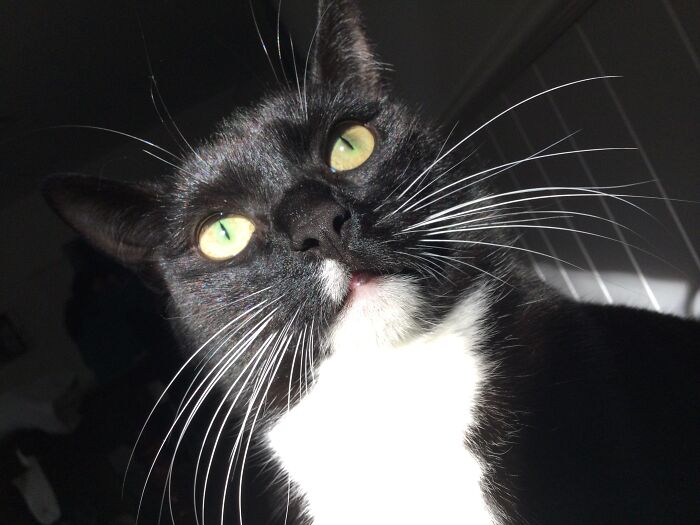 Hans Gruber - Needs A Friend To Pose In Pictures With Him. [and Run Around Crazily At 4am]