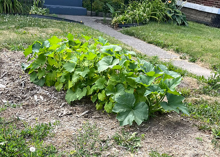 My Own Special Passive Aggressive Revenge On Our Landlord