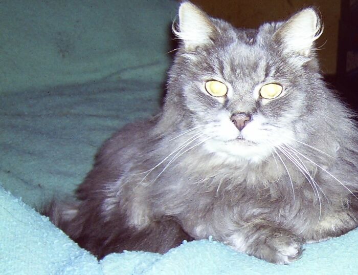 My Boy Mao, A Few Months Before He Had To Be Put Down From Cancer. Too Much Flash, So He Looks Like A Bright Angel To Me