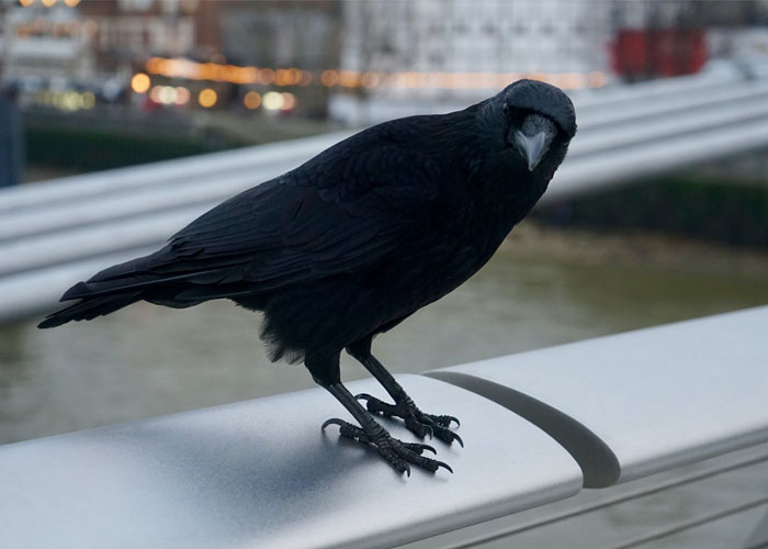 30 Datos interesantes y extraños sobre animales que no mucha gente conoce