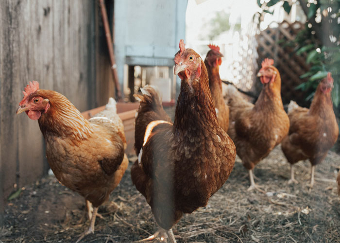 30 Datos interesantes y extraños sobre animales que no mucha gente conoce