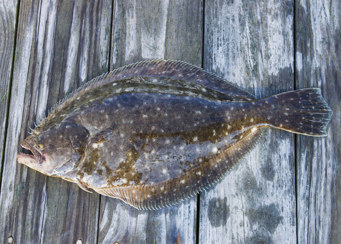 30 Datos interesantes y extraños sobre animales que no mucha gente conoce