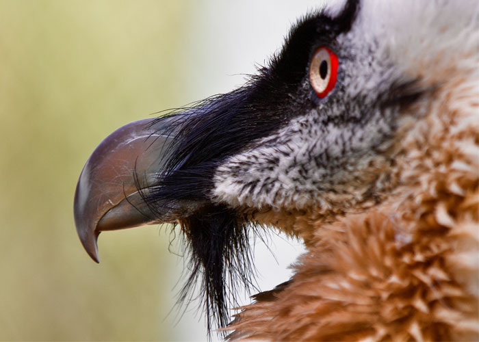 35 Interesting And Weird Animal Facts Not Too Many People Know